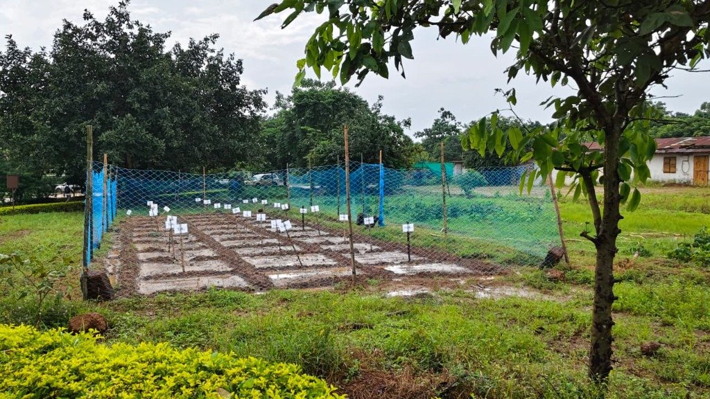 Divya Aushadhi Vana (Herbal Garden)